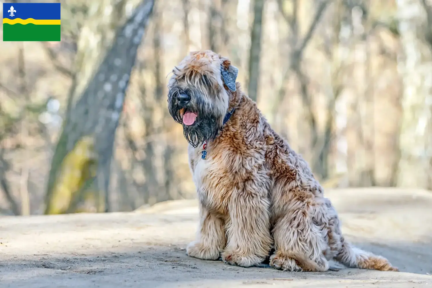 Ierse Soft Coated Wheaten Terrier puppy's en fokker Flevoland Zoek Ierse Soft Coated Wheaten Terrier fokkers in Flevoland.