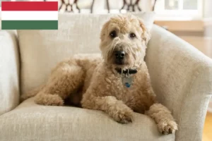 Lees meer over het artikel Ierse Soft Coated Wheaten Terrier fokkers en puppies in Hongarije