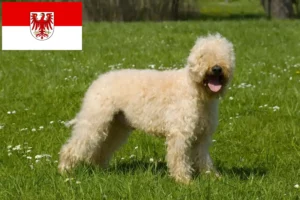 Lees meer over het artikel Ierse Soft Coated Wheaten Terrier fokkers en puppies in Brandenburg
