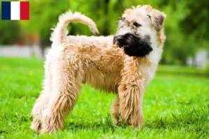 Lees meer over het artikel Ierse Soft Coated Wheaten Terrier fokkers en puppies in Frankrijk