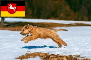 Lees meer over het artikel Ierse Soft Coated Wheaten Terrier fokkers en puppies in Nedersaksen
