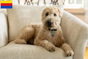 Lees meer over het artikel Ierse Soft Coated Wheaten Terrier fokkers en puppies in Noord-Holland