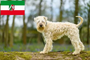 Lees meer over het artikel Ierse Soft Coated Wheaten Terrier fokkers en puppies in Noordrijn-Westfalen