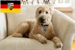 Lees meer over het artikel Ierse Soft Coated Wheaten Terrier fokkers en puppies in Saarland