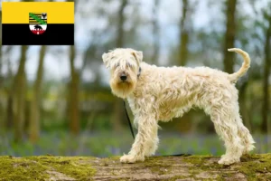 Lees meer over het artikel Ierse Soft Coated Wheaten Terrier fokkers en puppies in Saksen-Anhalt