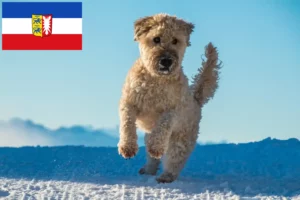 Lees meer over het artikel Ierse Soft Coated Wheaten Terrier fokkers en puppies in Sleeswijk-Holstein