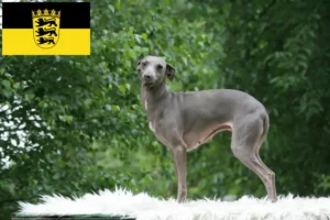 Lees meer over het artikel Italiaanse windmolen fokkers en puppies in Baden-Württemberg