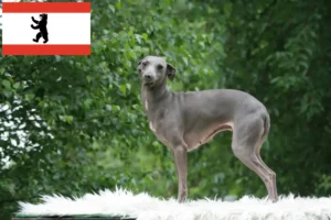 Lees meer over het artikel Italiaanse windgong fokker en puppies in Berlijn