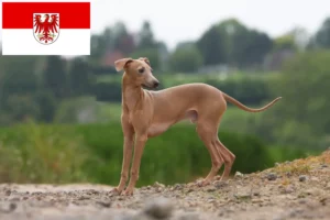 Lees meer over het artikel Italiaanse windgong fokkers en puppies in Brandenburg