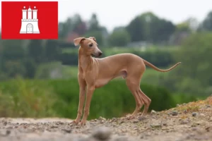 Lees meer over het artikel Italiaanse windklok fokker en puppies in Hamburg