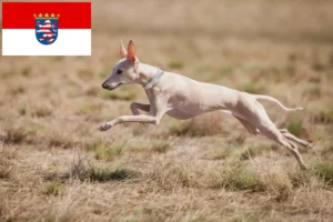Lees meer over het artikel Italiaanse windmolen fokkers en puppies in Hessen