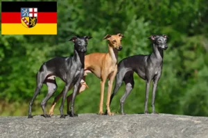 Lees meer over het artikel Italiaanse windgong fokkers en puppies in Saarland