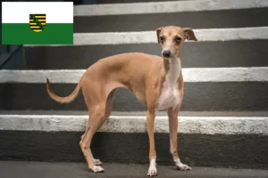 Lees meer over het artikel Italiaanse windgong fokkers en puppies in Saksen