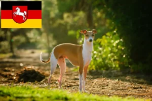 Lees meer over het artikel Italiaanse windmolen fokkers en puppies in Nedersaksen