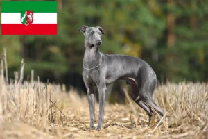 Lees meer over het artikel Italiaanse windmolen fokkers en puppies in Noordrijn-Westfalen