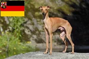 Lees meer over het artikel Italiaanse windmolen fokkers en puppies in Rijnland-Palts