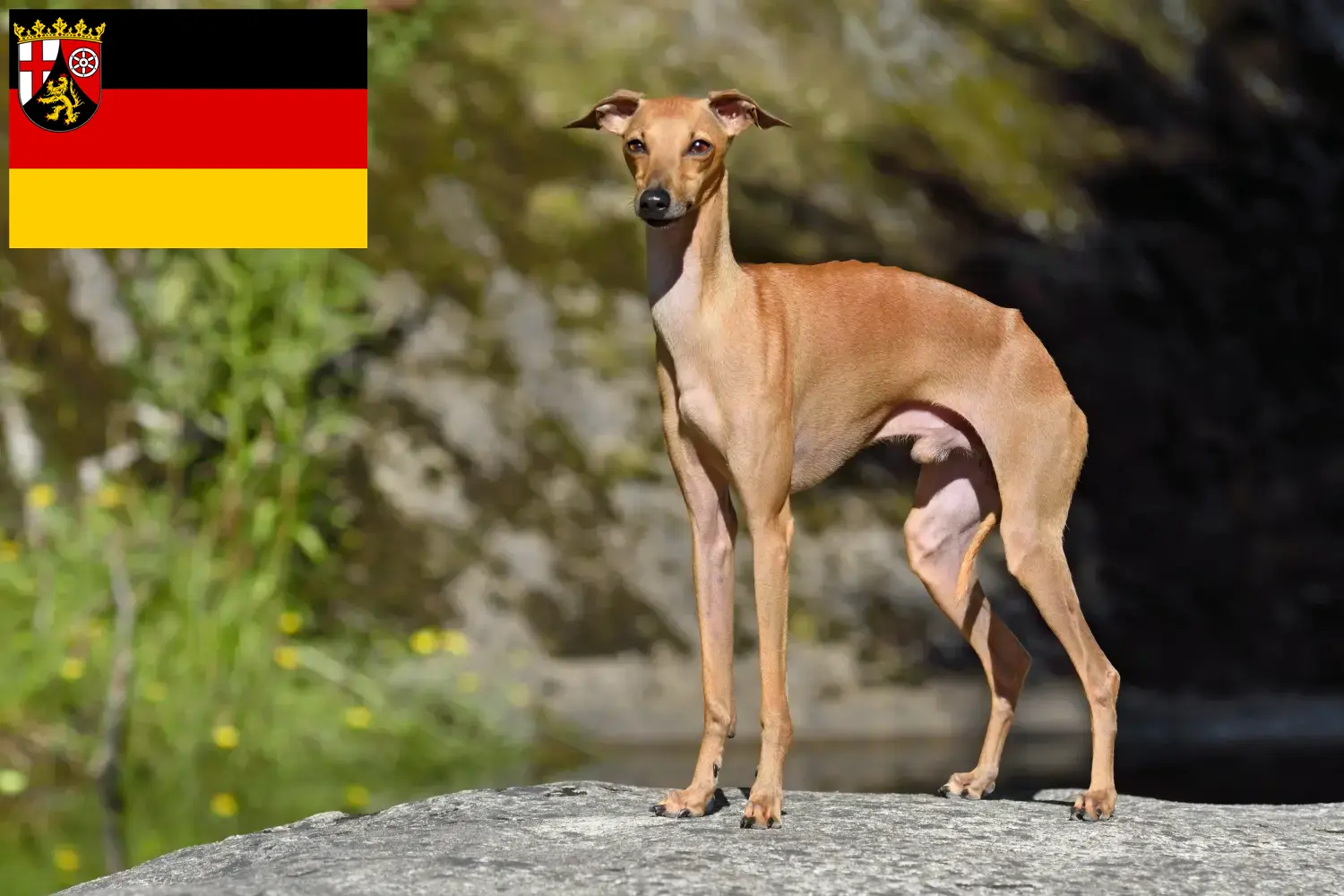 Italiaanse windklok puppy's en fokkers Rijnland-Palts Hier vind je Italiaanse windgongenkwekers in Rijnland-Palts.