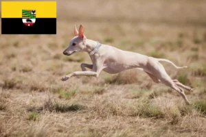 Lees meer over het artikel Italiaanse windmolen fokkers en puppies in Saksen-Anhalt