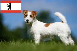 Lees meer over het artikel Jack Russell fokkers en puppy’s in Berlijn