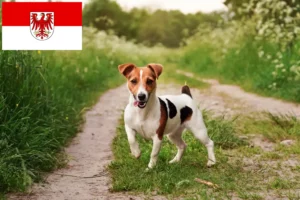 Lees meer over het artikel Jack Russell fokkers en pups in Brandenburg