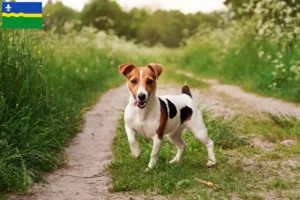 Lees meer over het artikel Jack Russell fokkers en pups in Flevoland