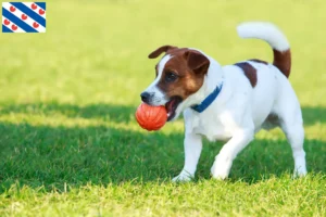Lees meer over het artikel Jack Russell fokkers en pups in Friesland