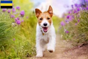 Lees meer over het artikel Jack Russell fokkers en pups in Gelderland