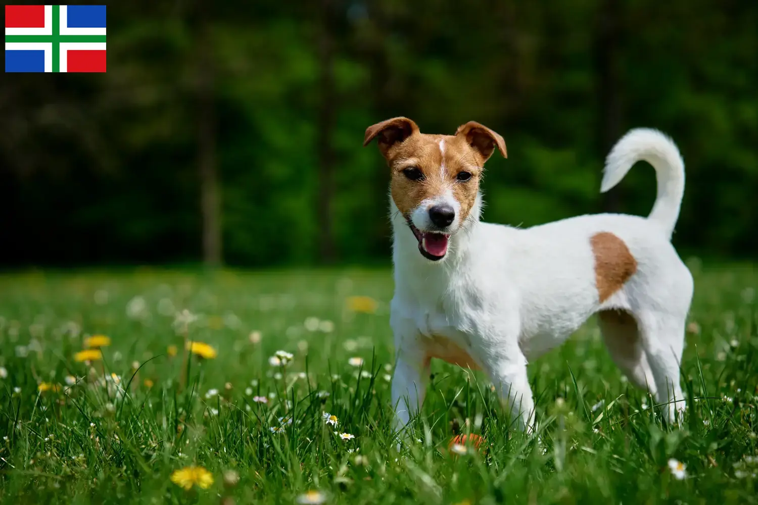 Lees meer over het artikel Jack Russell fokkers en pups in Groningen