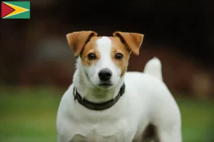 Lees meer over het artikel Jack Russell fokkers en pups in Guyana
