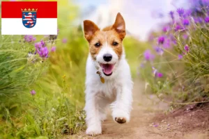 Lees meer over het artikel Jack Russell fokkers en pups in Hessen