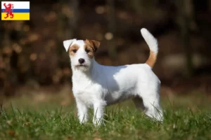 Lees meer over het artikel Jack Russell fokkers en pups in Limburg