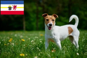 Lees meer over het artikel Jack Russell fokkers en pups in Mecklenburg-Vorpommern