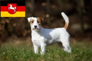 Lees meer over het artikel Jack Russell fokkers en pups in Nedersaksen