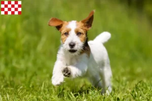 Lees meer over het artikel Jack Russell fokkers en pups in Noord-Brabant