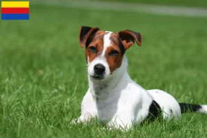 Lees meer over het artikel Jack Russell fokkers en pups in Noord-Holland