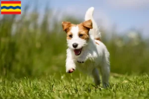 Lees meer over het artikel Jack Russell fokkers en pups in Overijssel