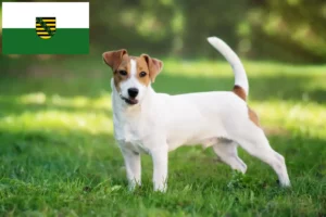 Lees meer over het artikel Jack Russell fokkers en pups in Saksen