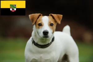 Lees meer over het artikel Jack Russell fokkers en pups in Saksen-Anhalt