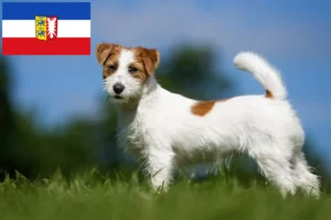 Lees meer over het artikel Jack Russell fokkers en pups in Sleeswijk-Holstein