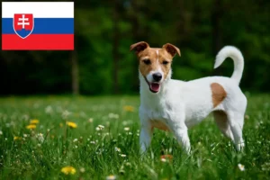 Lees meer over het artikel Jack Russell fokkers en puppy’s in Slowakije