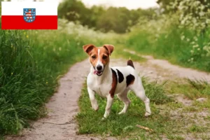 Lees meer over het artikel Jack Russell fokkers en pups in Thüringen