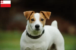 Lees meer over het artikel Jack Russell fokkers en pups in Utrecht