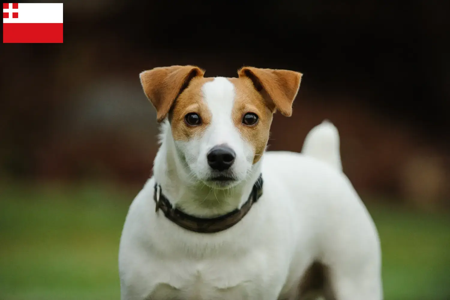 Jack Russell puppy's en fokkers Utrecht Vind hier Jack Russell fokkers in Utrecht.