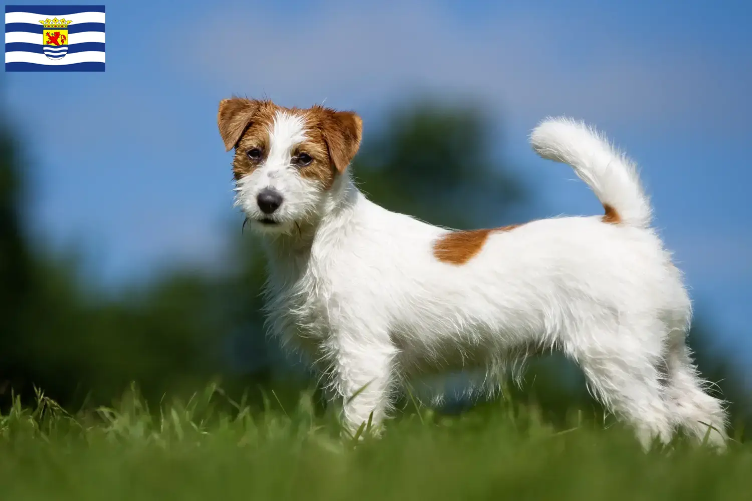 Lees meer over het artikel Jack Russell fokkers en pups in Zeeland