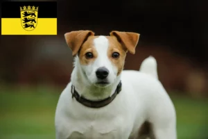 Lees meer over het artikel Jack Russell fokkers en pups in Baden-Württemberg