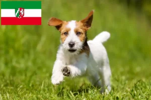 Lees meer over het artikel Jack Russell fokkers en pups in Noordrijn-Westfalen