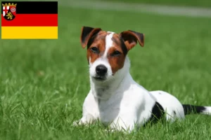 Lees meer over het artikel Jack Russell fokkers en pups in Rijnland-Palts