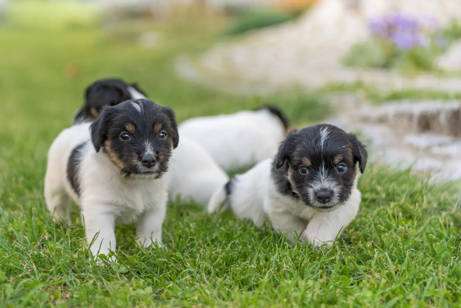 Een Jack Russell puppy kopen betekent verantwoordelijkheid nemen! Jack Russell puppy's kopen.