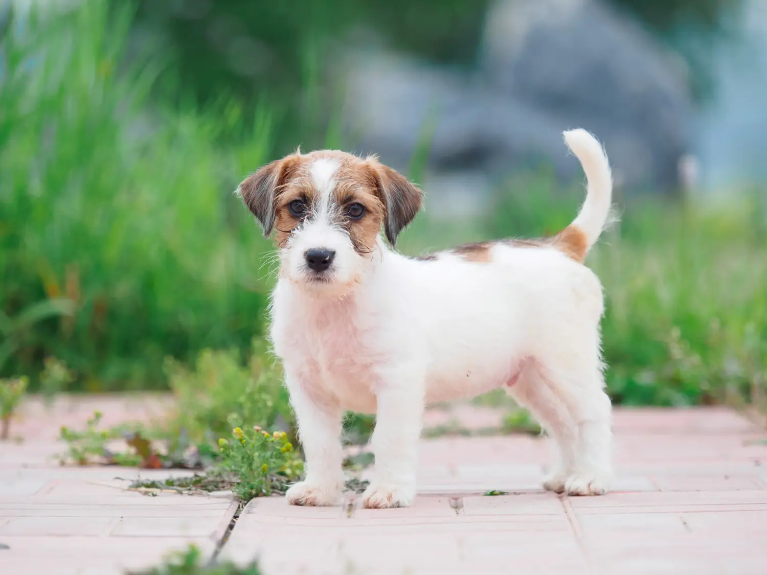 Een Jack Russell puppy kopen betekent verantwoordelijkheid nemen! Jack Russell puppy's kopen.