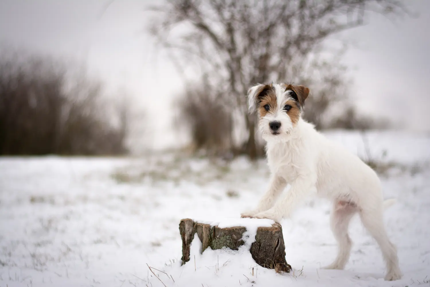 Een Jack Russell puppy kopen betekent verantwoordelijkheid nemen! Jack Russell puppy's kopen.